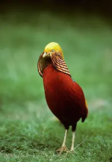 Chrysolophus: Golden PHEASANT - front view