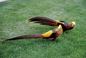 Chrysolophus: GOLDEN PHEASANTS - two males