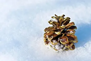 Christmasy: Golden pine cone (Pinus) in the snow, Lower Saxony