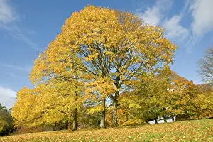 Planes: Golden plane trees in yellow autumn colours