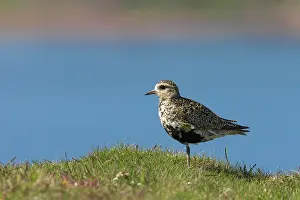 Apricaria: Golden Plover