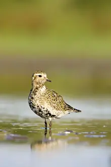 Apricaria: Golden plover