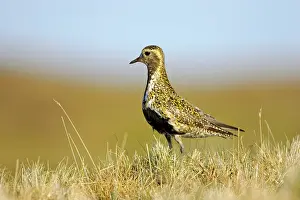 Apricaria: Golden Plover