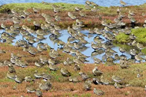 Plovers: Golden Plover