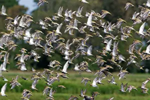 Plovers: Golden Plover