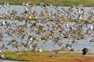Plovers: Golden Plover