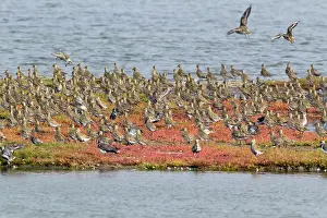 Plovers: Golden Plover