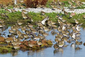 Plovers: Golden Plover
