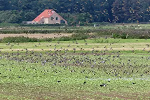 Plovers: Golden Plover