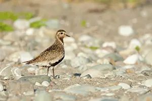 Plovers: Golden Plover adult on beach summer