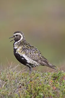 Nordurland: Golden Plover - adult male in breeding plumage -