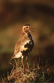 Plovers: GOLDEN PLOVER - beak open, singing