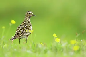 Plovers: Golden Plover - breeding plumage