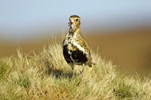 Apricaria: Golden Plover - calling