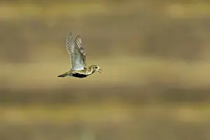 Apricaria: Golden Plover - calling in flight over moorland
