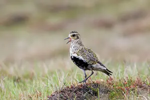 Plovers: Golden Plover - calling in Summer