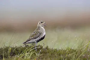 Plovers: Golden Plover - Calling - Yorkshire - UK