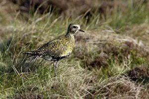 Apricaria: Golden Plover - camouflaged in grass, in moorland