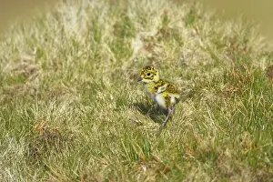Apricaria: Golden Plover - chick