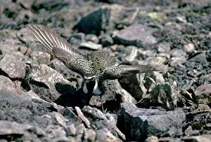 Nancy Jennings: Golden Plover - distraction display