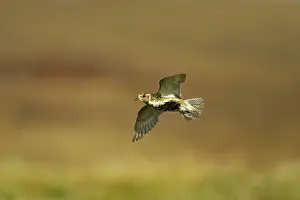 Apricaria: Golden Plover - in flight over moorland