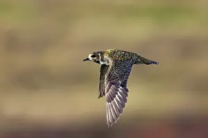 Apricaria: Golden Plover - In flight over moorland