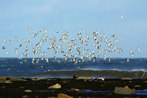 Apricaria: Golden Plover - flock flying along coast in autumn