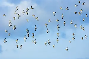Apricaria: Golden Plover - flock flying along coast in autumn