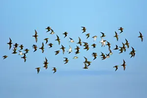 Apricaria: Golden Plover - flock flying along coast in autumn