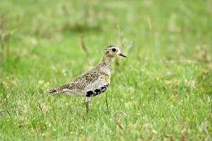 Apricaria: Golden Plover - In grass