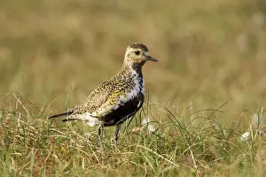Plovers: Golden Plover - in habitat showing breeding plumage - June