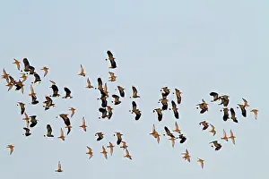 Brian Bevan: Golden Plover & Lapwing (Vanellus vanellus) mixed