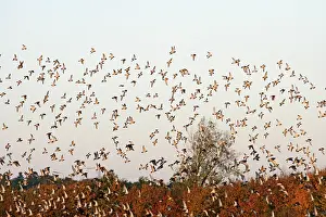Apricaria: Golden Plover - large Autumn flock in flight