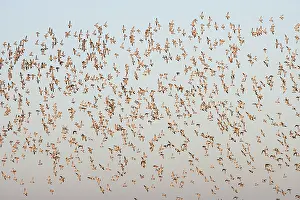 Apricaria: Golden Plover - large Autumn flock in flight
