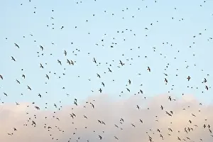 Apricaria: Golden Plover - large Autumn flock in flight