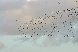 Apricaria: Golden Plover - large Autumn flock in flight
