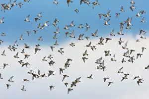 Apricaria: Golden Plover - A large flock in flight