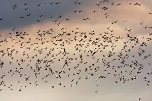 Apricaria: Golden Plover - A large flock in flight