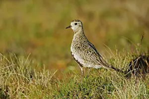 Apricaria: Golden Plover - on moorland breeding grounds