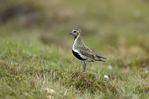 Apricaria: Golden Plover - on moorland breeding grounds
