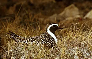 Plovers: GOLDEN PLOVER - on nest