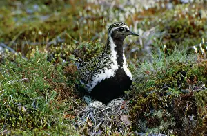 Apricaria: Golden Plover - on nest with eggs