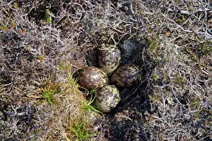 Apricaria: Golden Plover - Nest with four eggs
