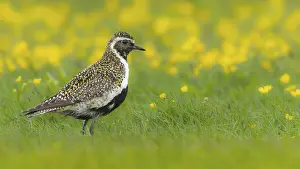 Moisture: Golden plover (Pluvialis apricaria) breeds on wet meadows