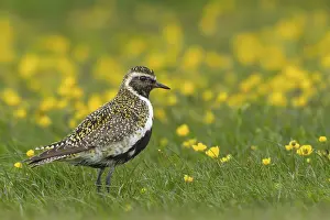 Colored: Golden plover (Pluvialis apricaria) in a flower meadow