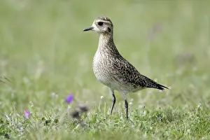 Apricaria: Golden Plover - resting on meadow during spring migration