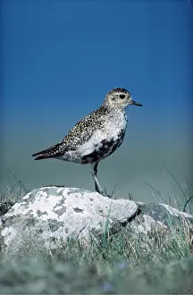 Plovers: GOLDEN PLOVER - standing on rock
