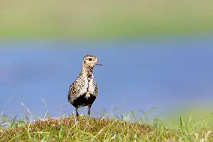 Plovers: Golden Plover - Summer
