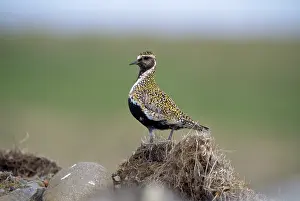 Apricaria: GOLDEN PLOVER - summer plumage