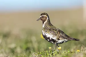 Speckled: Golden Plover - Summer - UK